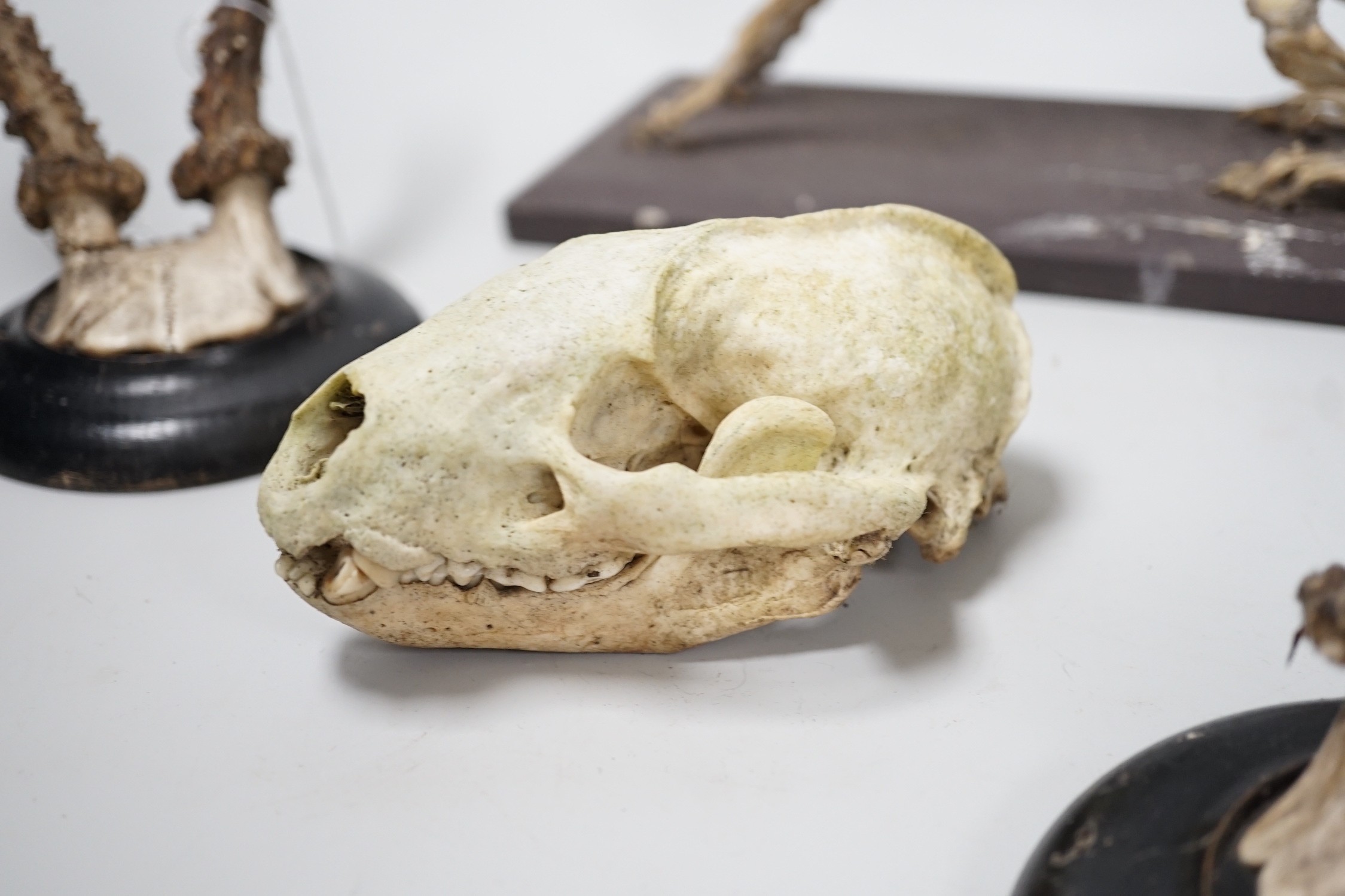 A pair of taxidermic mounted antlers, together with a rabbit skeleton and skull